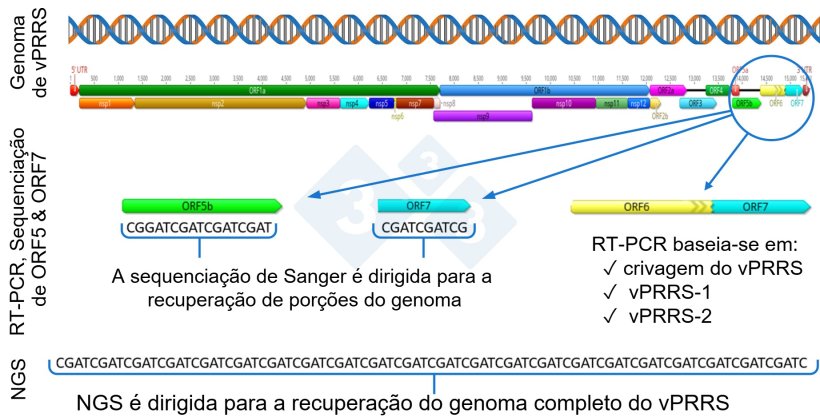 Figura&nbsp;1: Representa&ccedil;&atilde;o esquem&aacute;tica de um genoma completo do vPRRS (GenBank U87392) e das regi&otilde;es-alvo nos diferentes testes de diagn&oacute;stico. Nos EUA, os testes RT-PCR para detetar v&iacute;rus vivos modificados semelhantes a vacinas (MLV) t&ecirc;m como alvo a regi&atilde;o nsp2, e a sequencia&ccedil;&atilde;o CLAMP para bloquear a amplifica&ccedil;&atilde;o de v&iacute;rus vacinais MLV durante a sequencia&ccedil;&atilde;o Sanger tem como alvo o gene ORF5..
